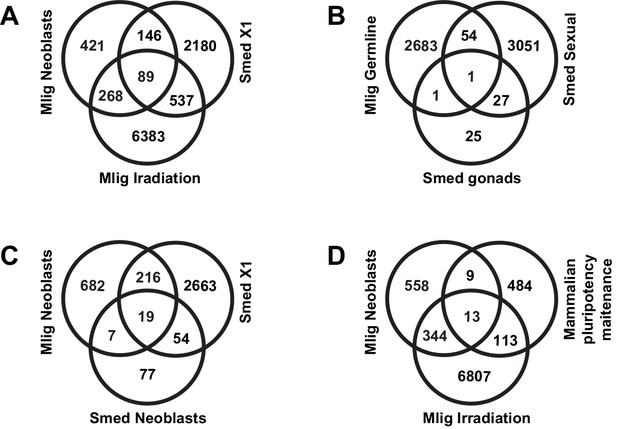 Figures and data in Transcriptional signatures of somatic neoblasts and ...