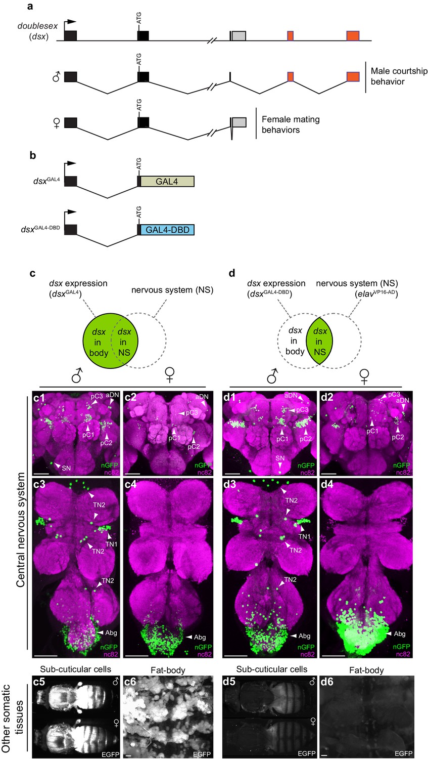Figures and data in Neural circuitry coordinating male