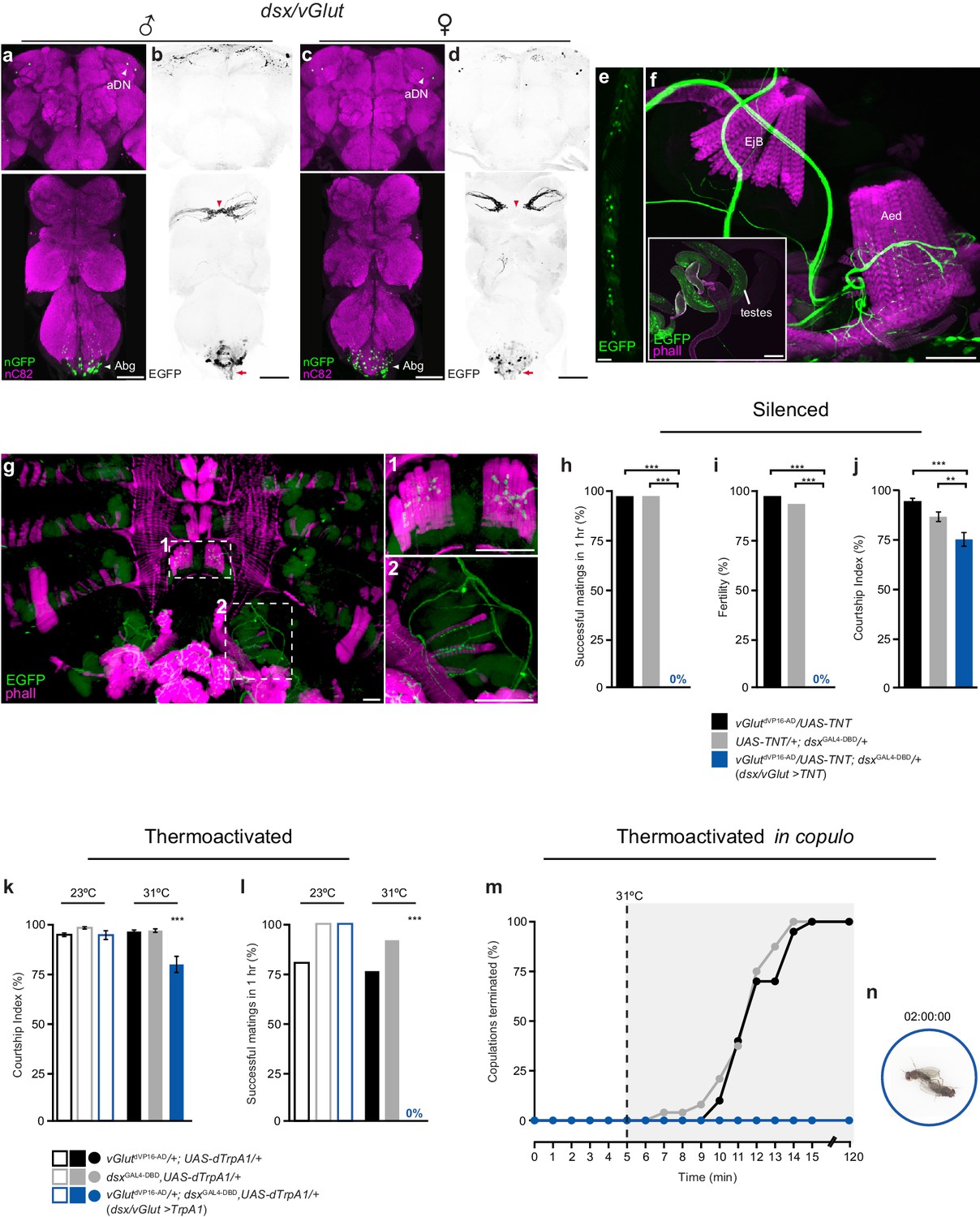 Figures and data in Neural circuitry coordinating male