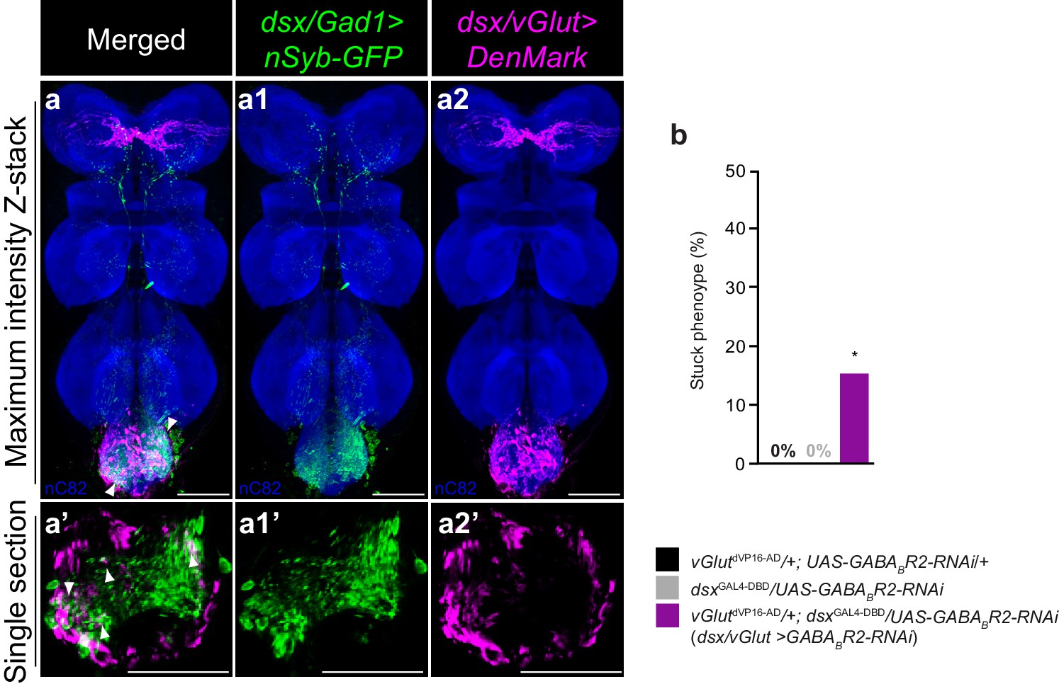 Neural circuitry coordinating male copulation | eLife Neural circuitry coordinating male copulation | eLife
