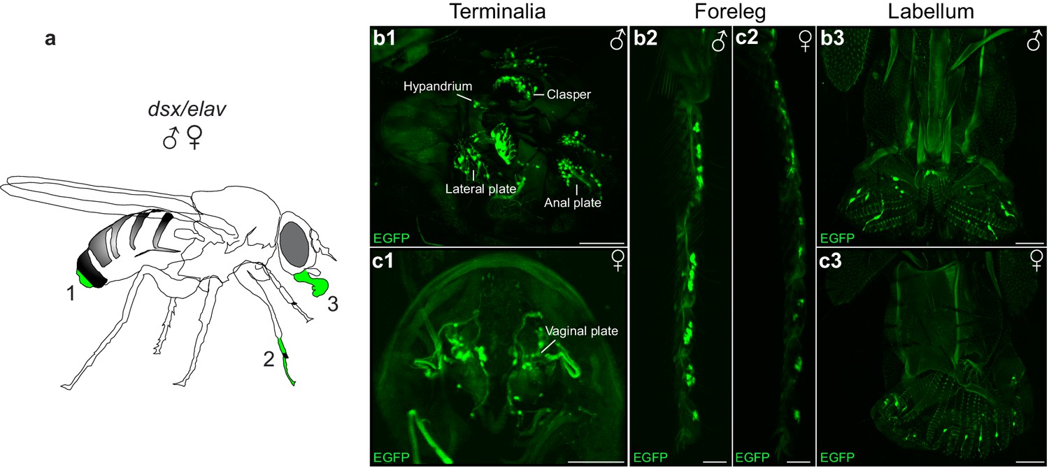 Neural circuitry coordinating male copulation | eLife Neural circuitry coordinating male copulation | eLife