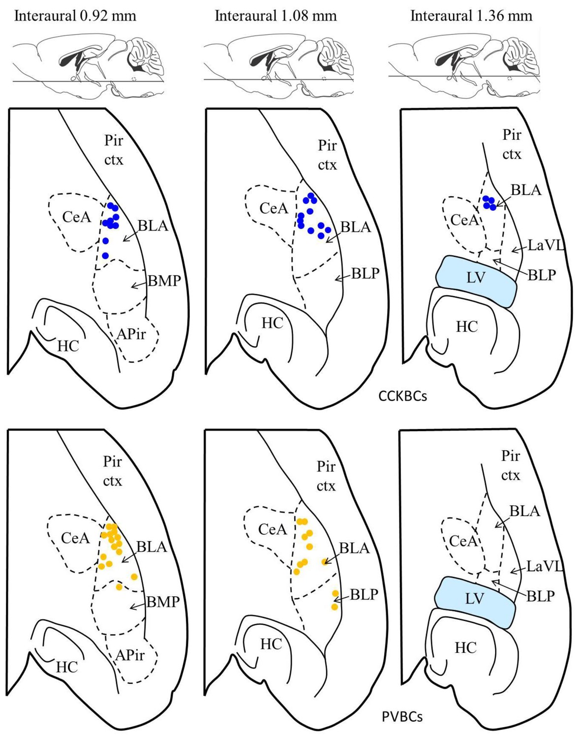 Figures and data in Perisomatic GABAergic synapses of basket cells ...