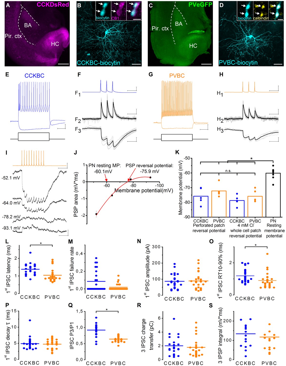 Perisomatic GABAergic synapses of basket cells effectively control ...