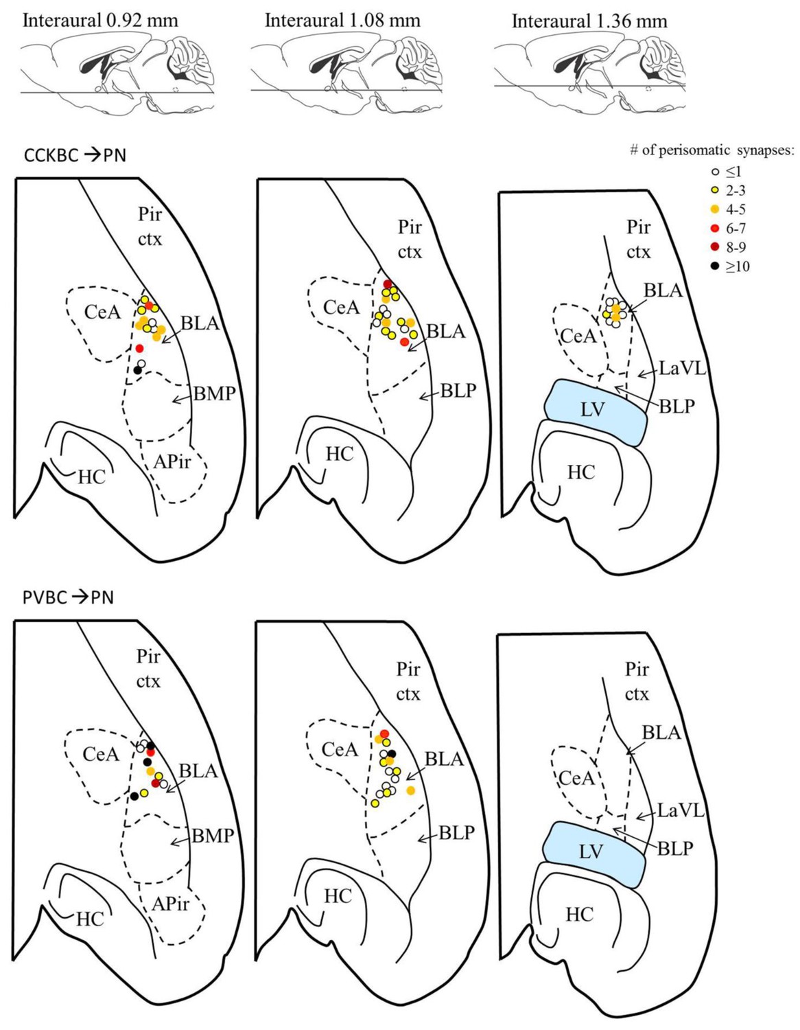 Figures and data in Perisomatic GABAergic synapses of basket cells ...