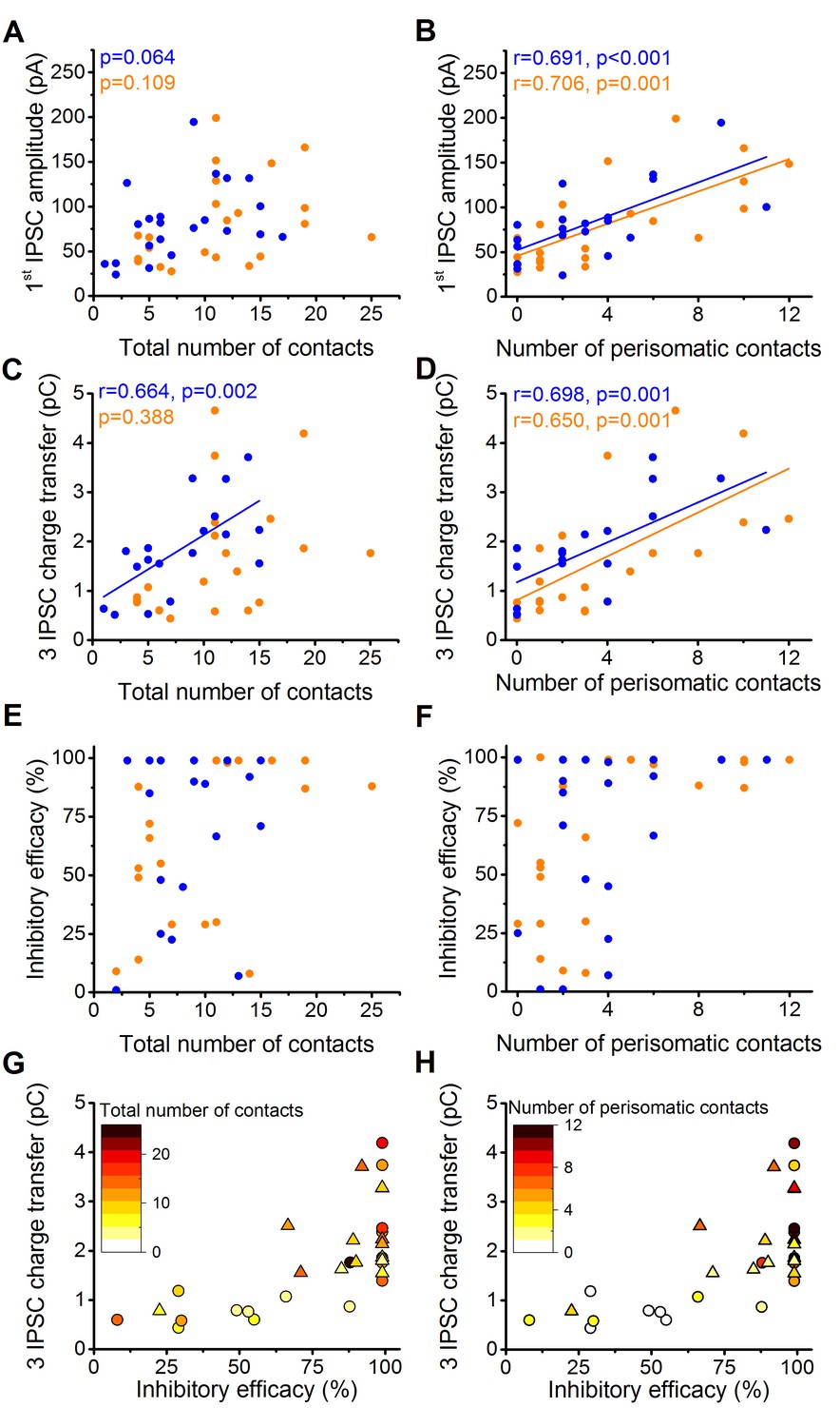 Figures and data in Perisomatic GABAergic synapses of basket cells ...