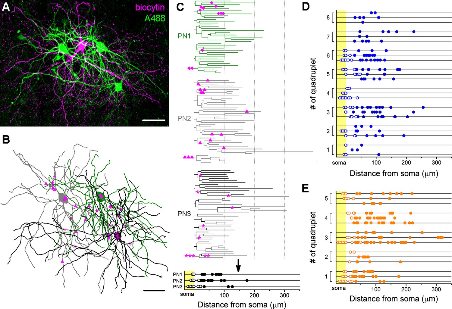 Figures and data in Perisomatic GABAergic synapses of basket cells ...