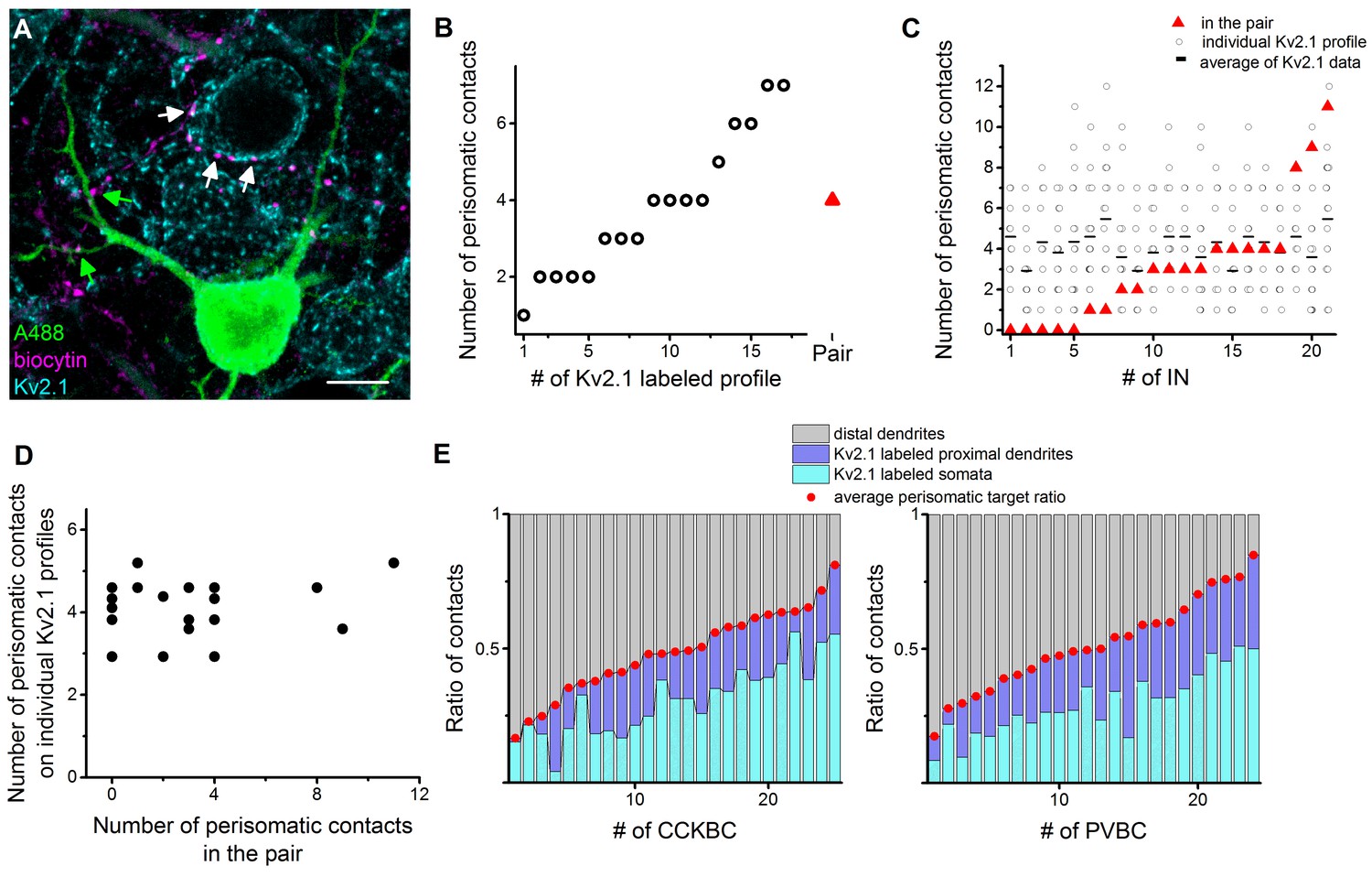 Figures And Data In Perisomatic GABAergic Synapses Of Basket Cells