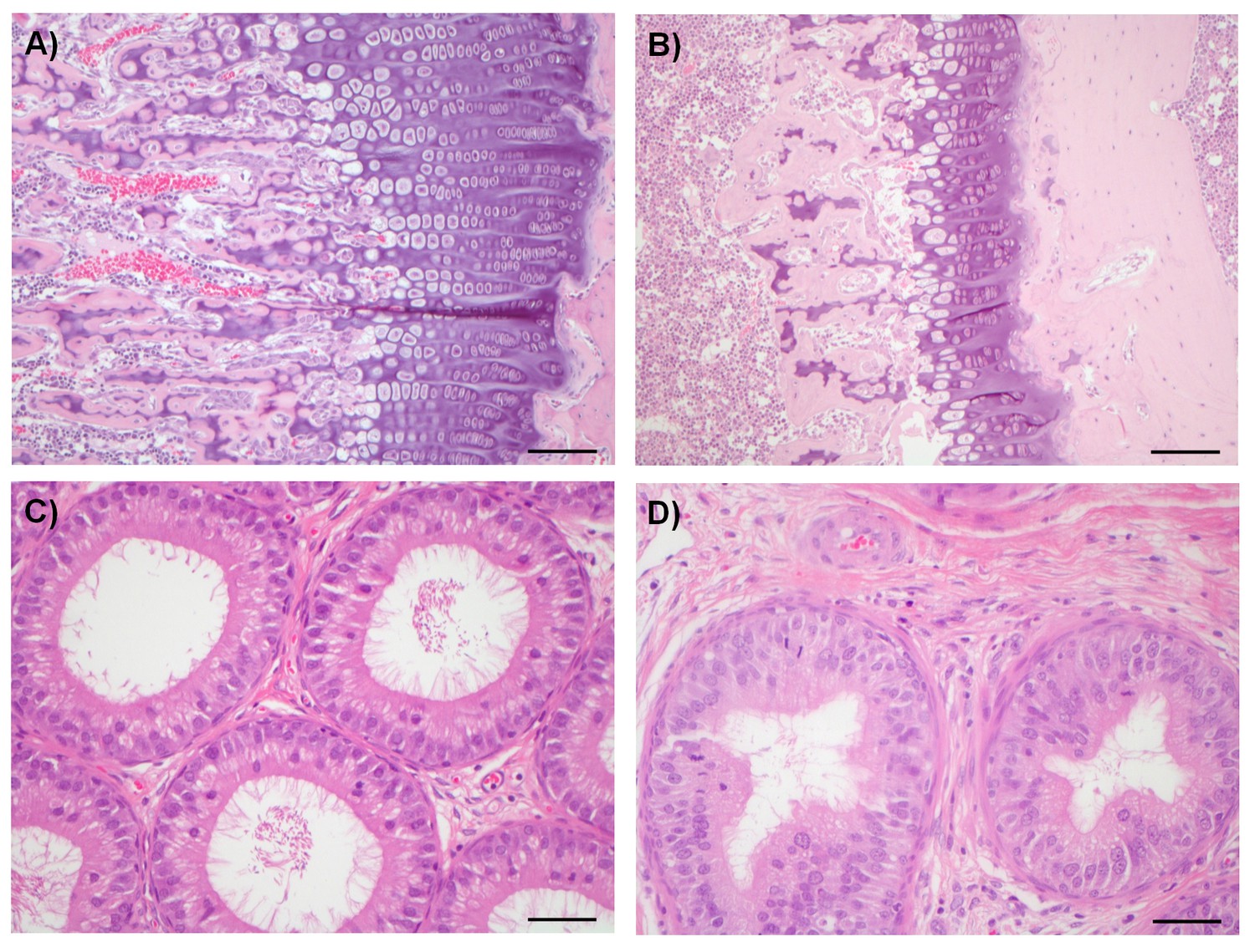 Figures and data in Assessing the mechanism and therapeutic potential ...