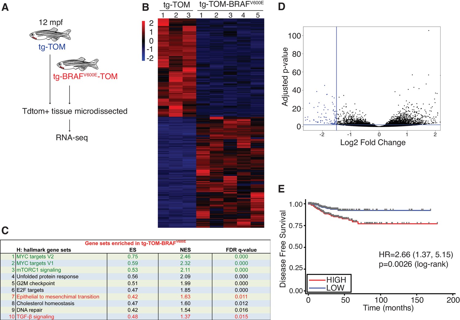 Oncogenic BRAF disrupts thyroid morphogenesis and function via twist ...