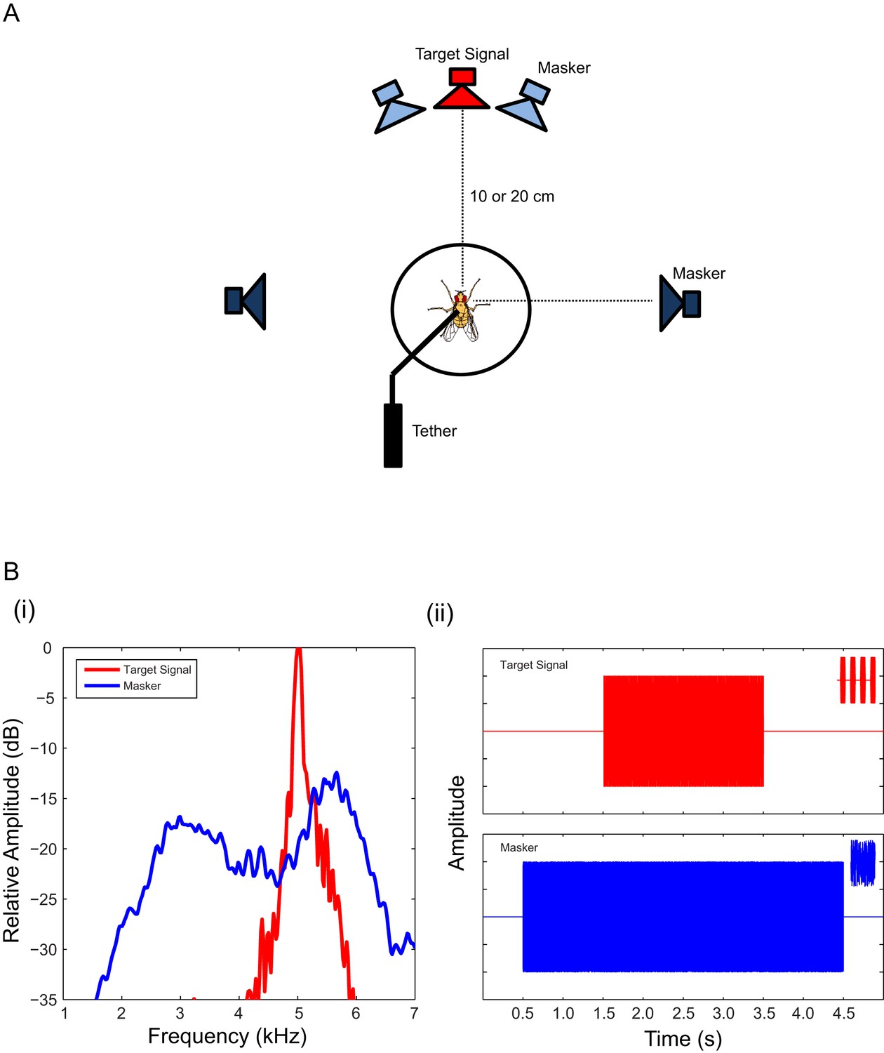 How spatial release from masking may fail to function a highly directional system | eLife