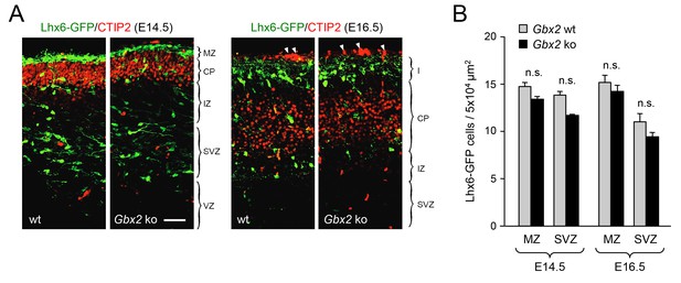 Figures and data in Thalamo-cortical axons regulate the radial ...