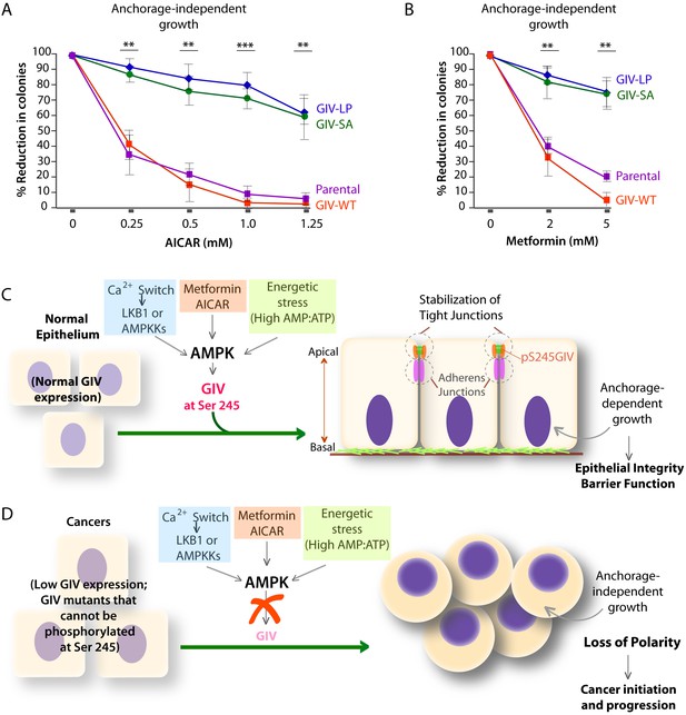 Amp-activated Protein Kinase Fortifies Epithelial Tight Junctions 