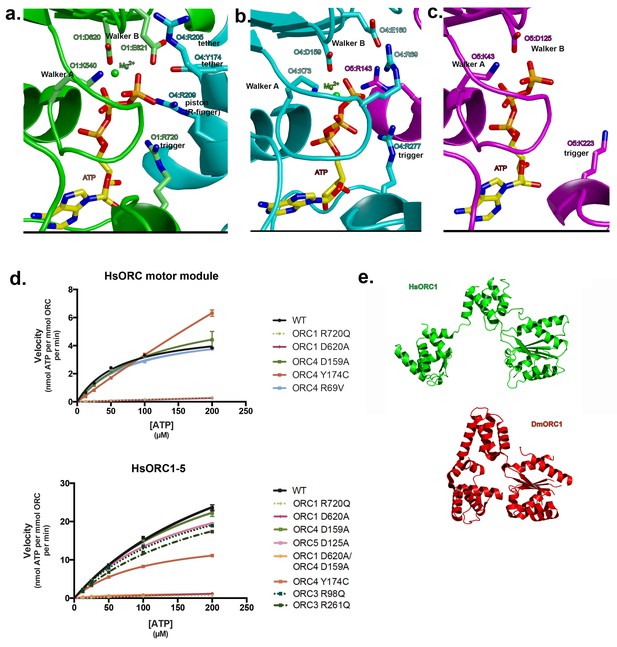 Structure of the active form of human origin recognition complex and ...