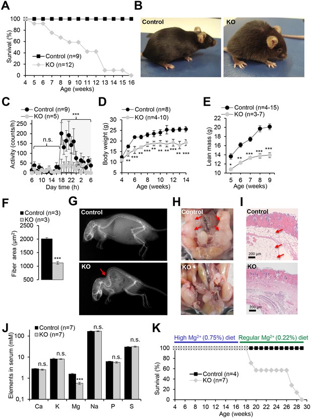 Figures and data in Epithelial magnesium transport by TRPM6 is ...