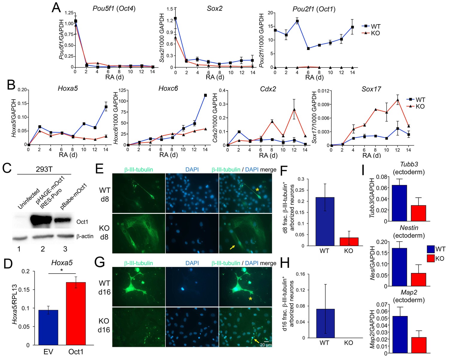 Enforcement of developmental lineage specificity by transcription ...