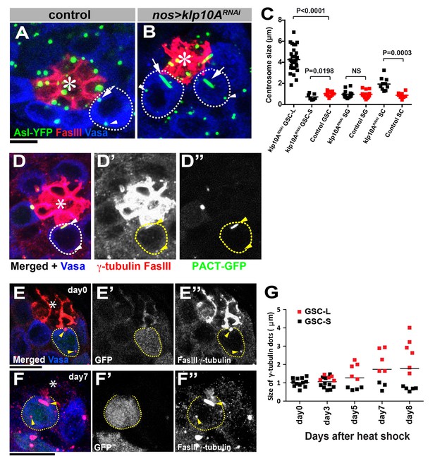 Figures and data in Klp10A, a stem cell centrosome-enriched kinesin ...