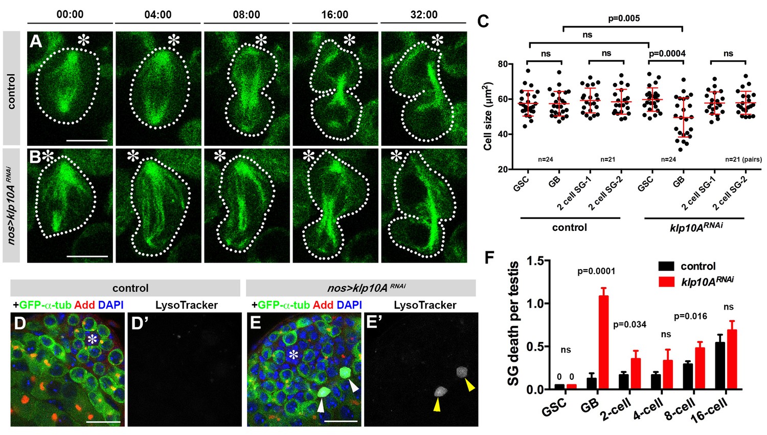 Figures and data in Klp10A, a stem cell centrosome-enriched kinesin ...