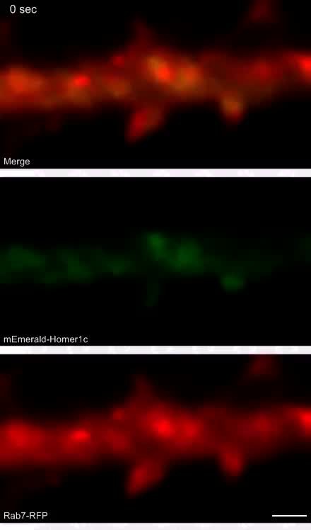 Ablation of SNX6 leads to defects in synaptic function of CA1 pyramidal ...