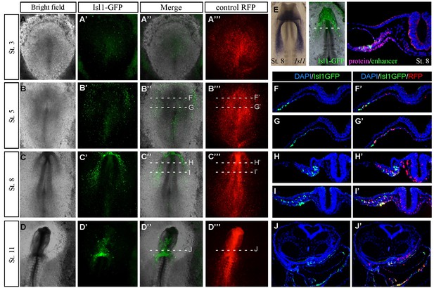 Figures and data in Nkx2.5 marks angioblasts that contribute to ...