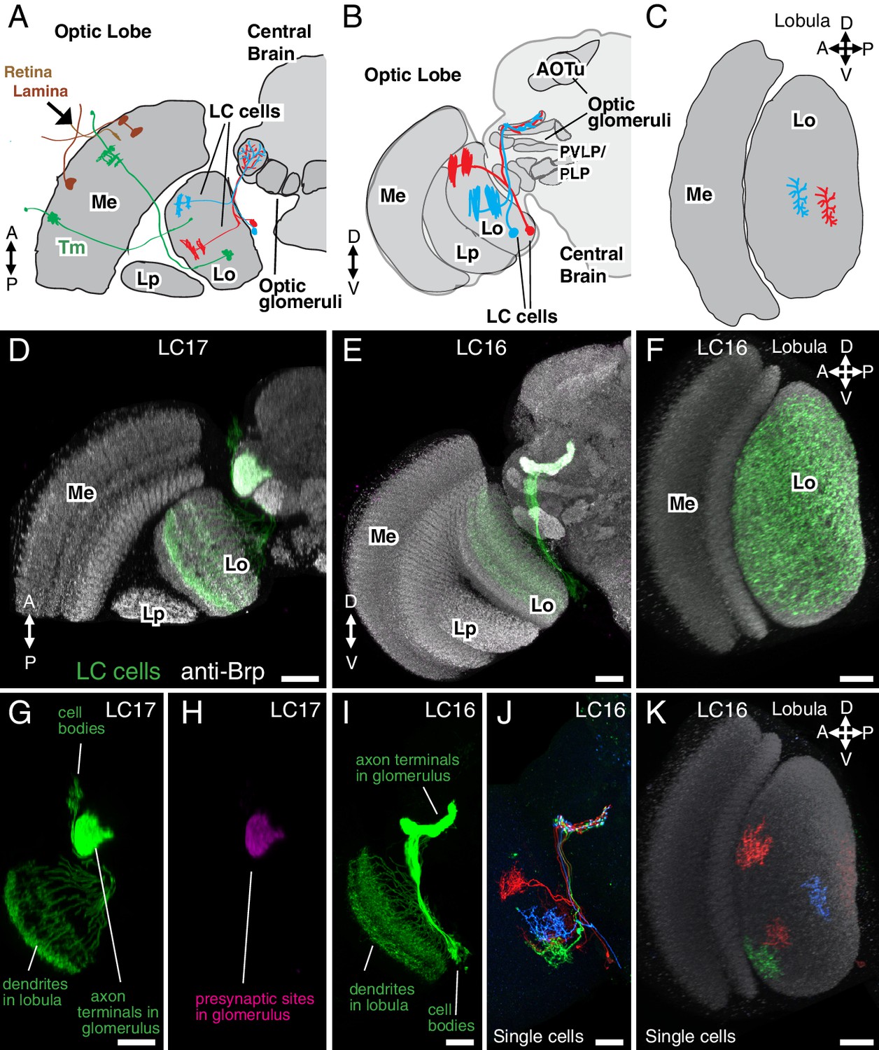 Visual projection neurons in the Drosophila lobula link feature