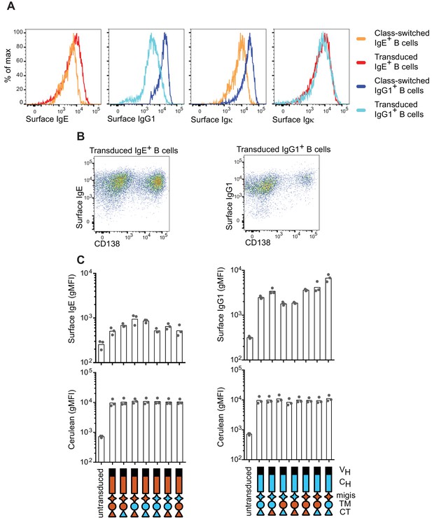 Figures And Data In Regulation Of B Cell Fate By Chronic Activity Of ...