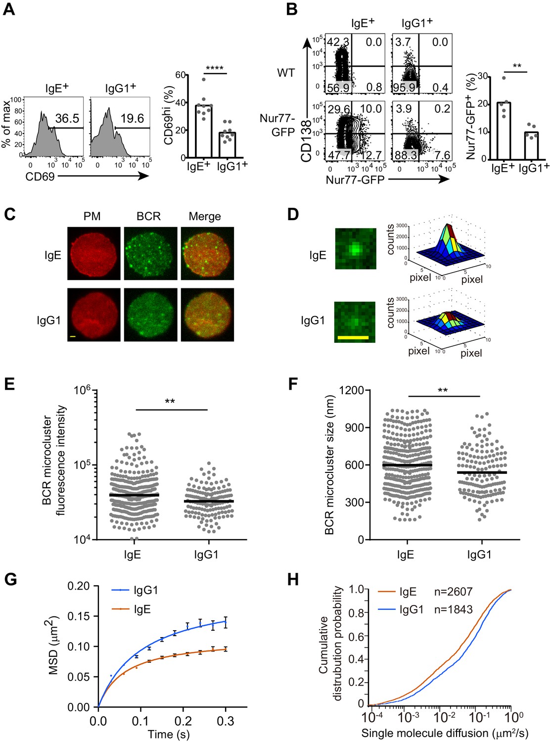 Figures And Data In Regulation Of B Cell Fate By Chronic Activity Of ...