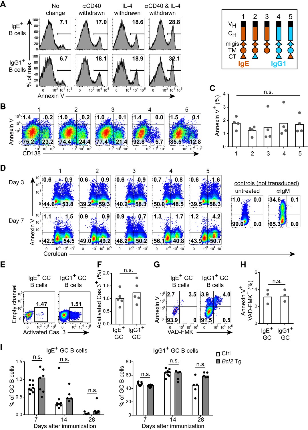 Figures And Data In Regulation Of B Cell Fate By Chronic Activity Of ...