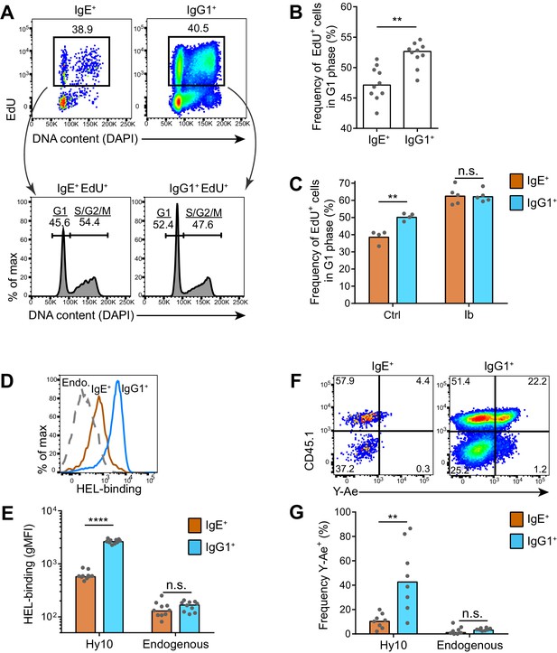 Regulation Of B Cell Fate By Chronic Activity Of The IgE B Cell ...