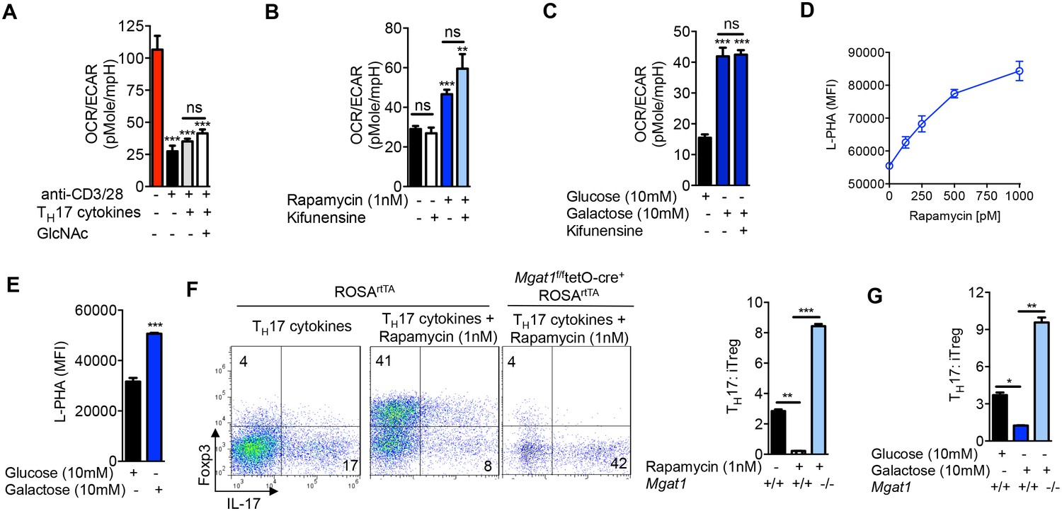 Glycolysis and glutaminolysis cooperatively control T cell function by ...