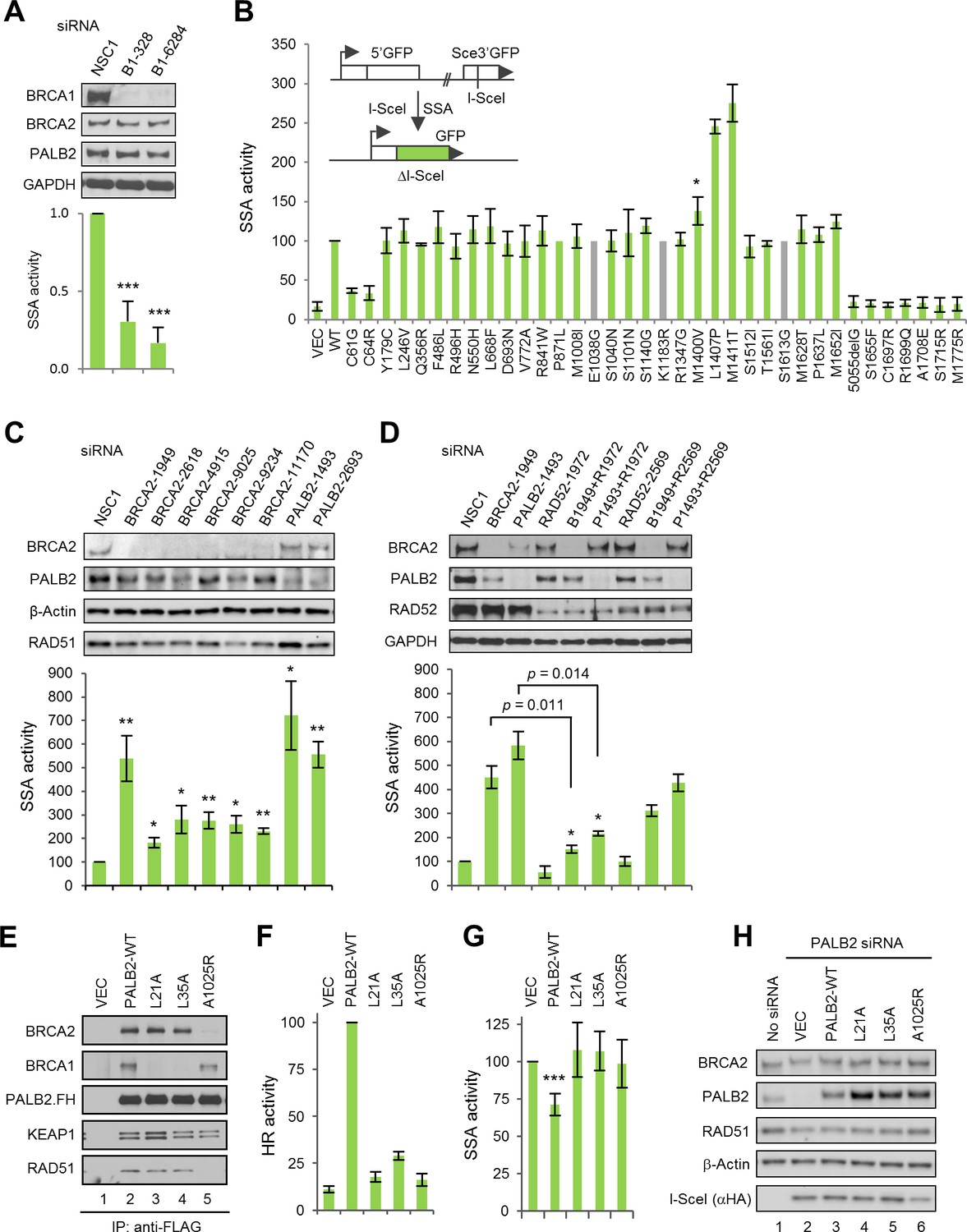 Functional And Mutational Landscapes Of BRCA1 For Homology-directed ...