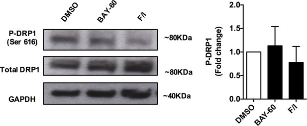 Figures And Data In PDE2A2 Regulates Mitochondria Morphology And ...