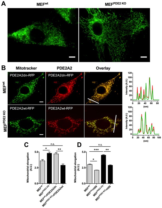 Figures And Data In PDE2A2 Regulates Mitochondria Morphology And ...