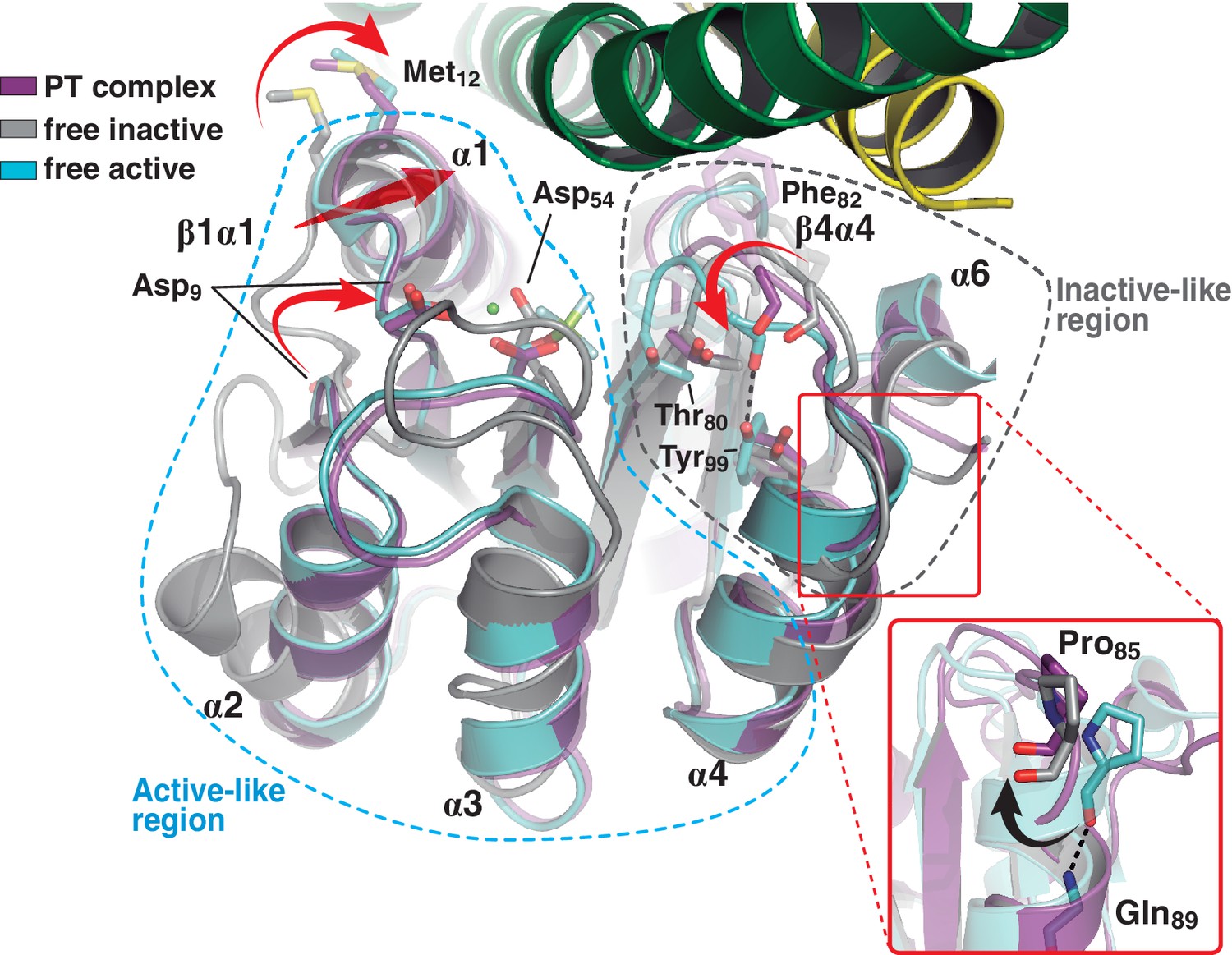 Regulation of signaling directionality revealed by 3D snapshots of