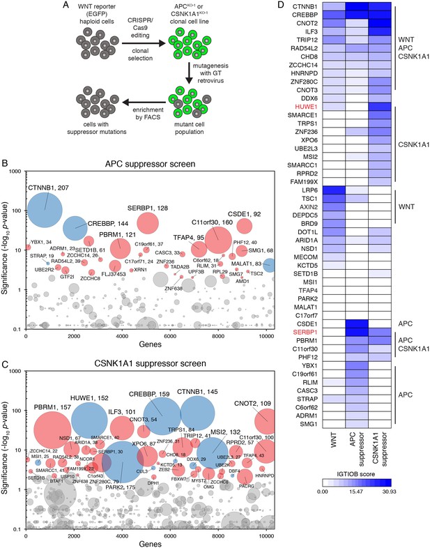 Comparative Genetic Screens In Human Cells Reveal New Regulatory