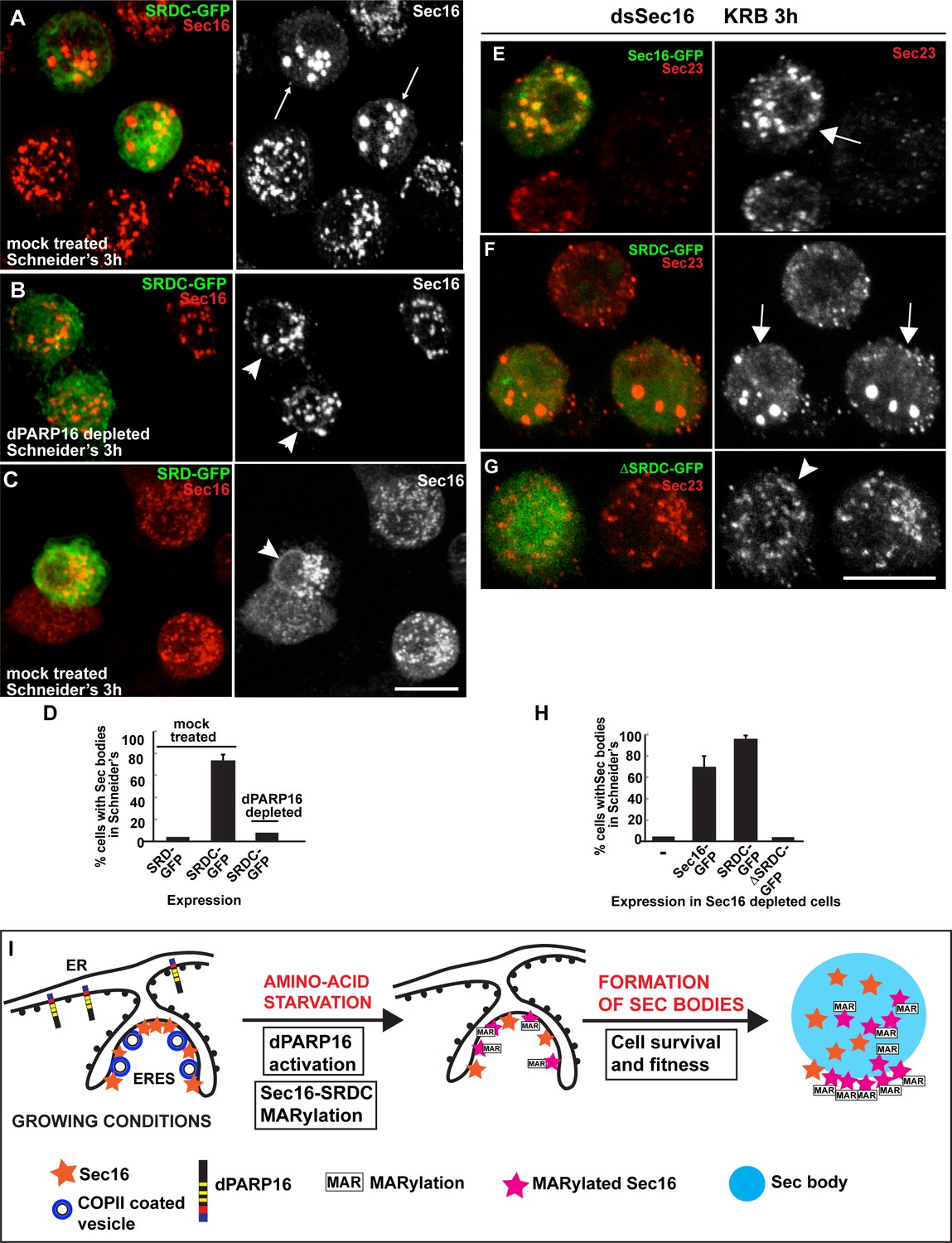 In vivo vizualisation of mono-ADP-ribosylation by dPARP16 upon amino ...