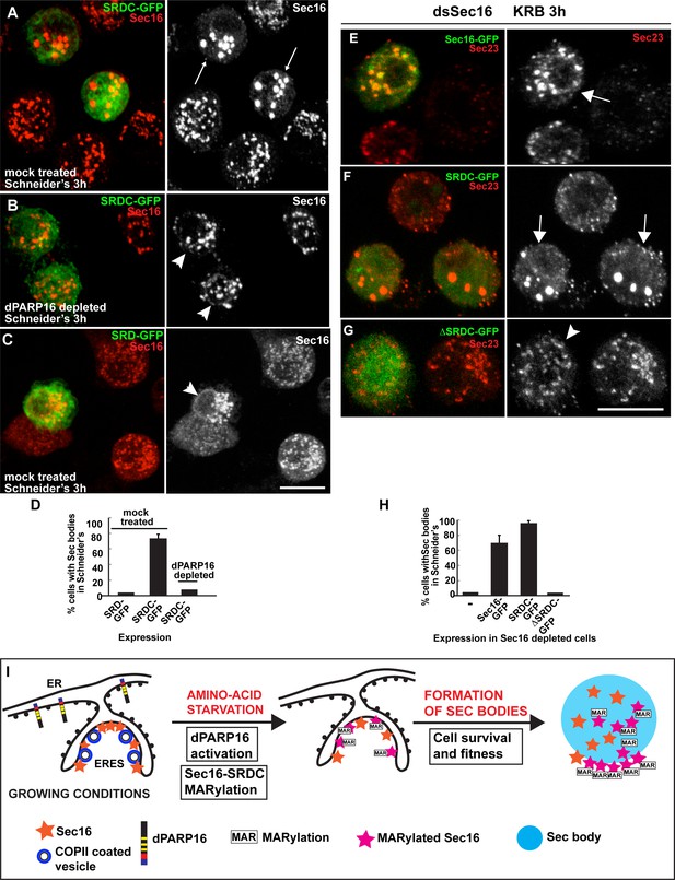 Figures and data in In vivo vizualisation of mono-ADP-ribosylation by ...