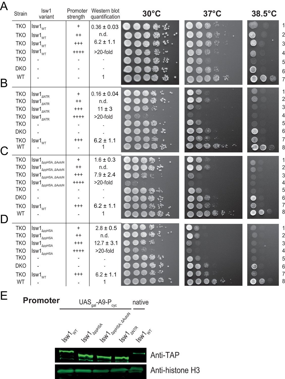 Figures and data in Concerted regulation of ISWI by an autoinhibitory ...