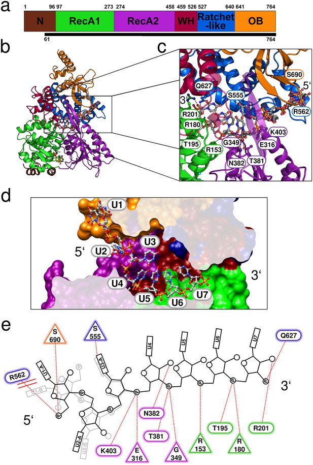 Figures And Data In Structural Insights Into The Mechanism Of The DEAH ...