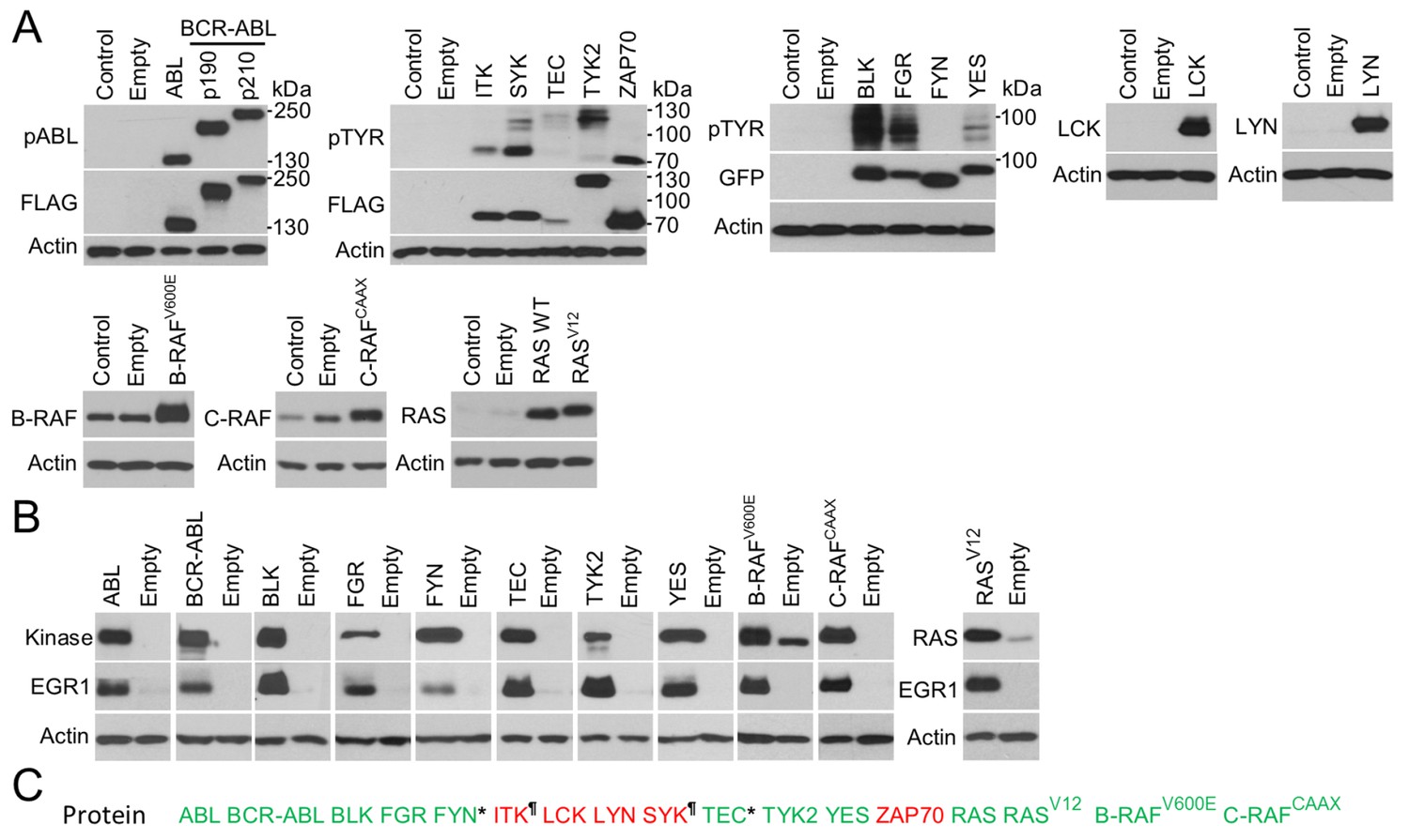 Figures And Data In One Reporter For In Cell Activity Profiling Of