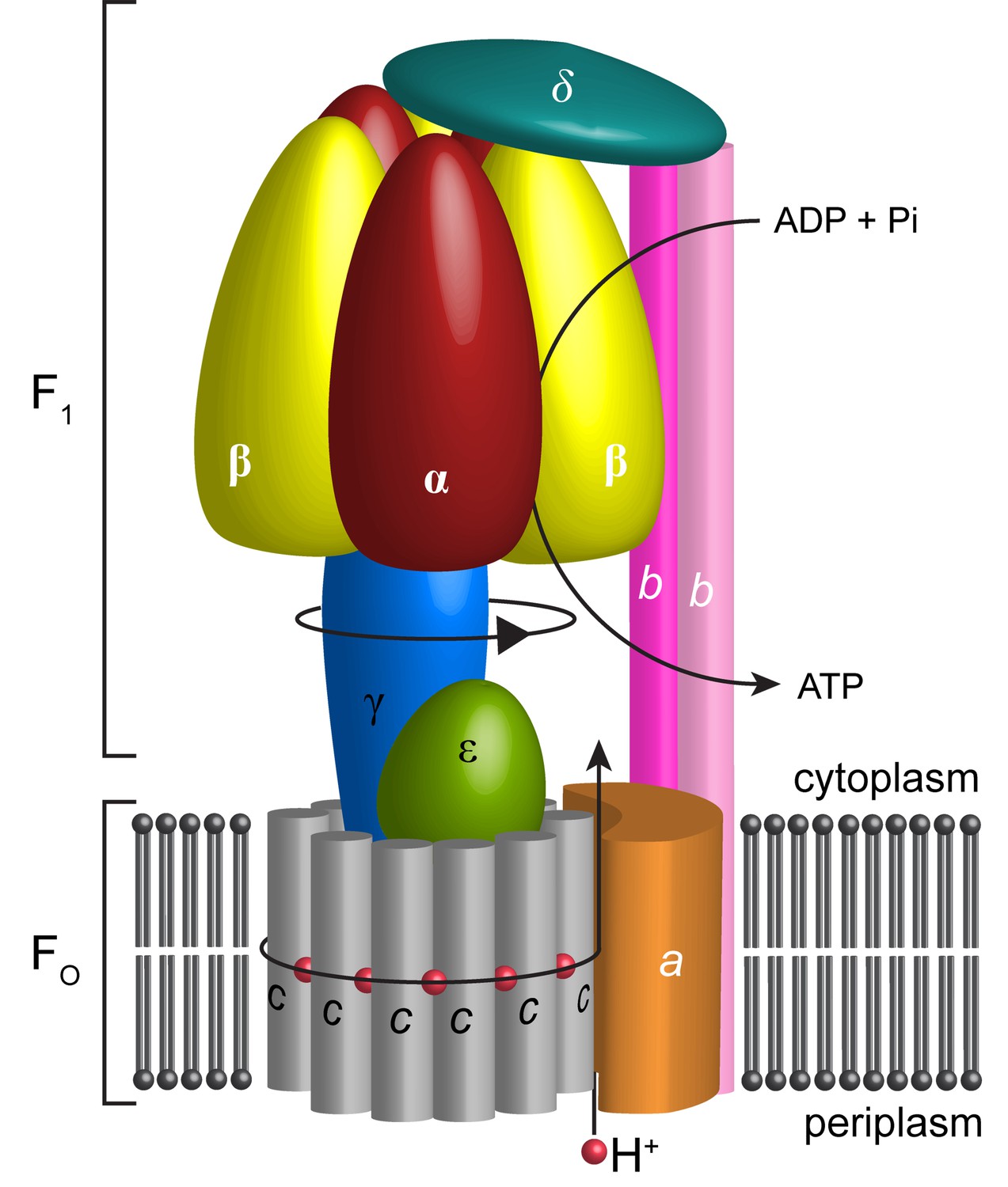 Cryo-EM Structures Of The Autoinhibited E. Coli ATP Synthase In Three ...