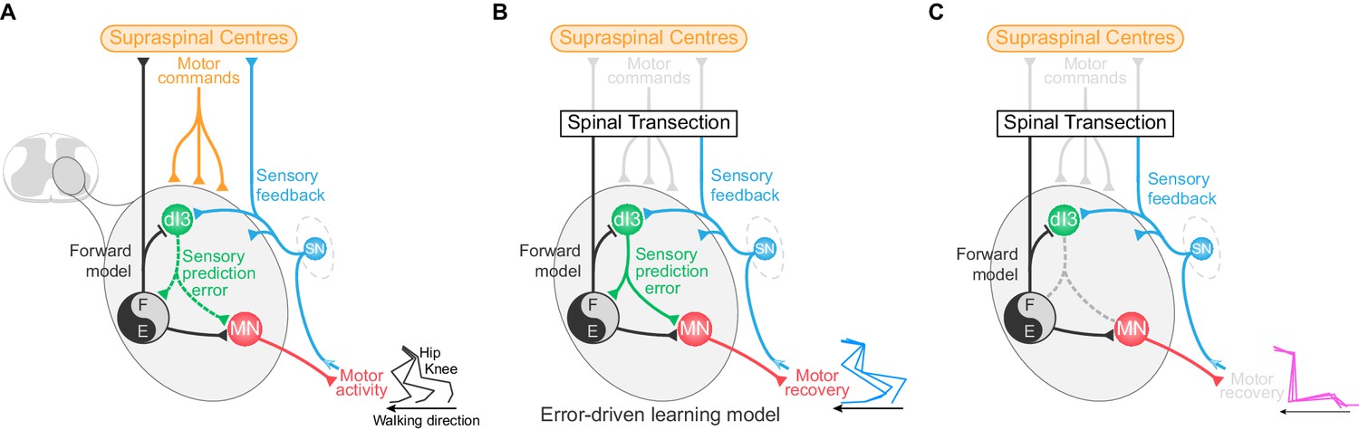 Spinal microcircuits comprising dI3 interneurons are necessary for ...