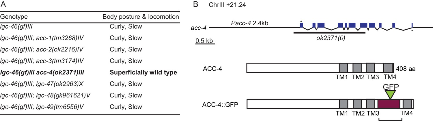 Figures and data in Release-dependent feedback inhibition by a ...