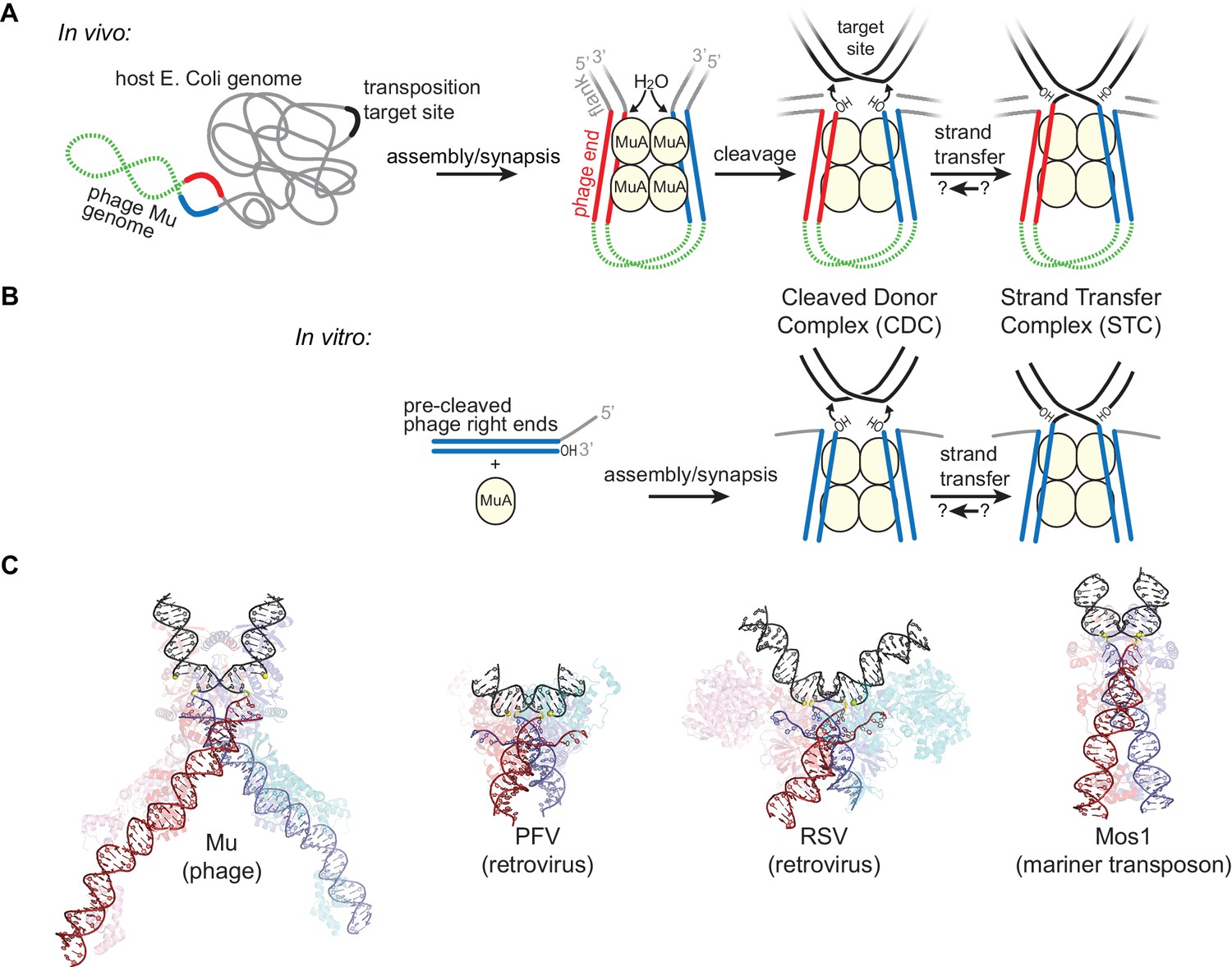 Figures and data in Target DNA bending by the Mu transpososome promotes ...