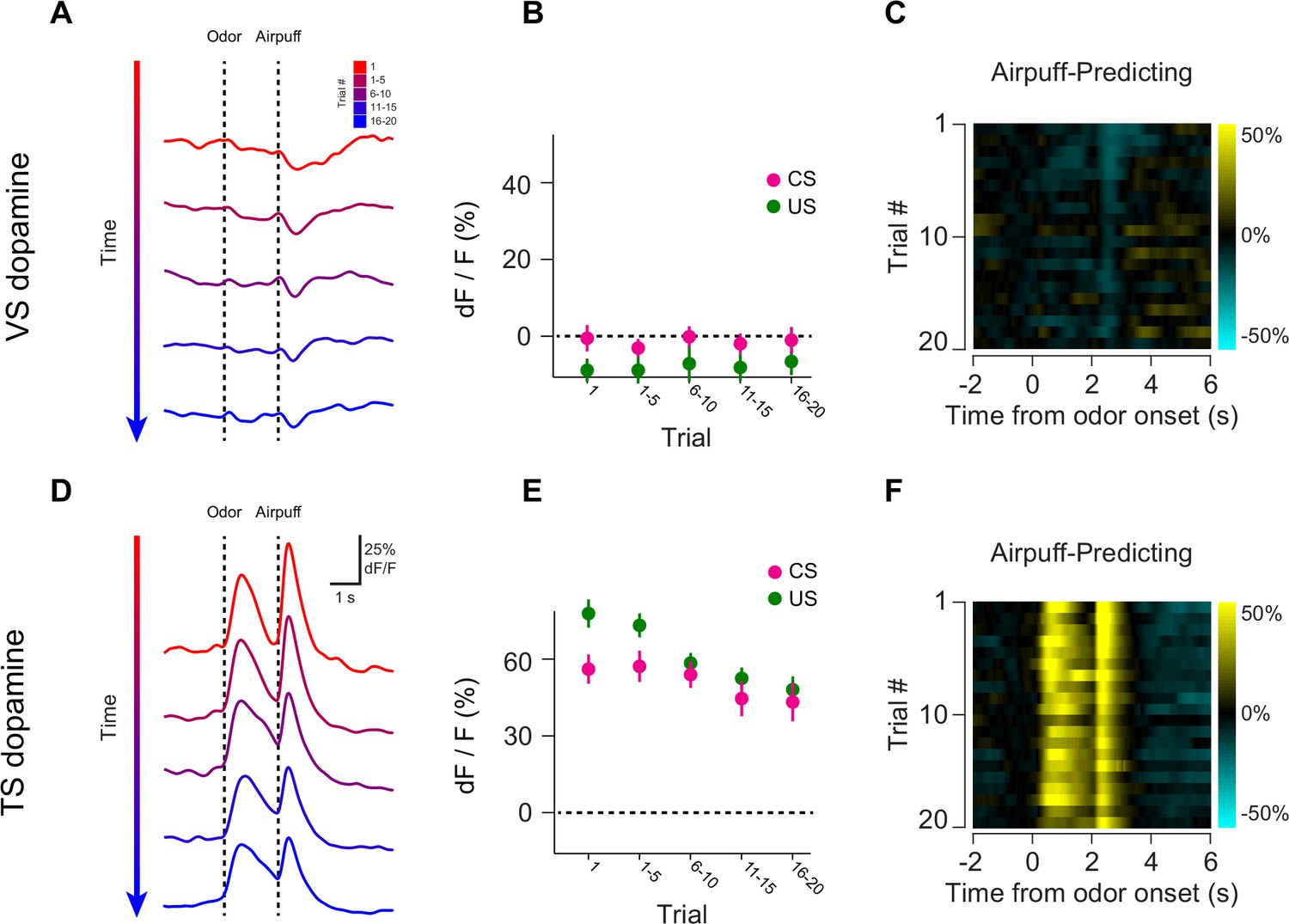 Opposite initialization to novel cues in dopamine signaling in