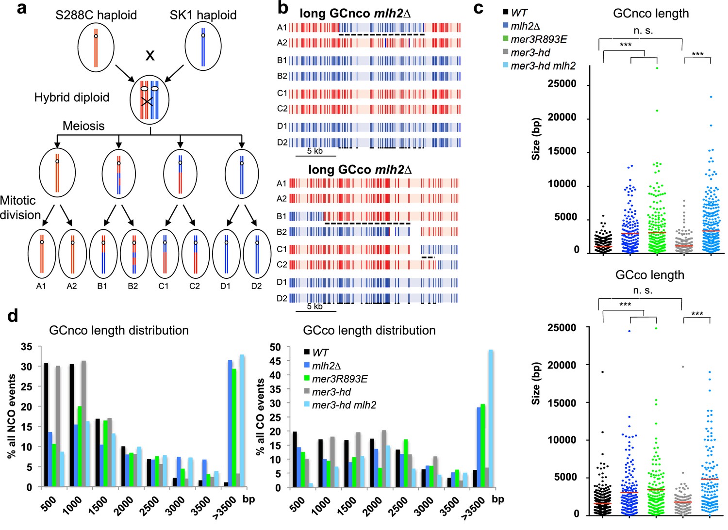 Figures and data in Concerted action of the MutLβ heterodimer and Mer3