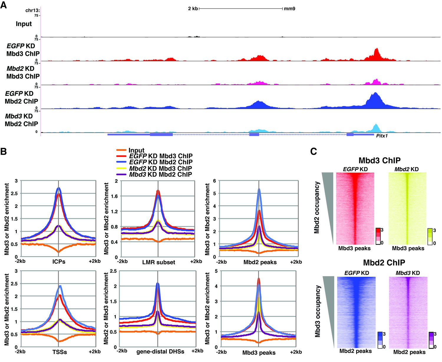 DNA methylation directs genomic localization of Mbd2 and Mbd3 in ...