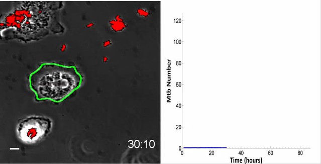 Intracellular growth of Mycobacterium tuberculosis after 