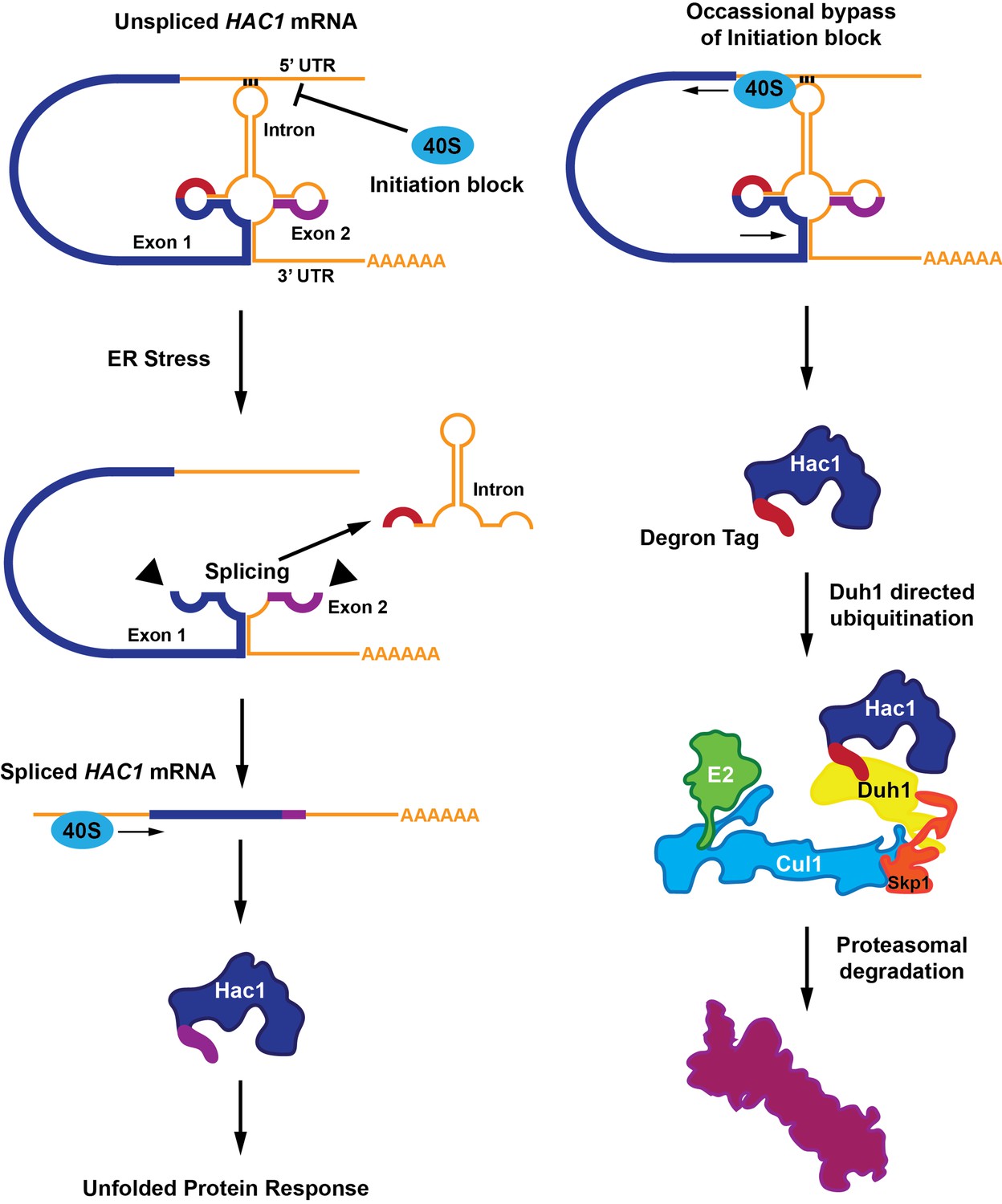 Unfolded Protein Response: Silence without stress | eLife