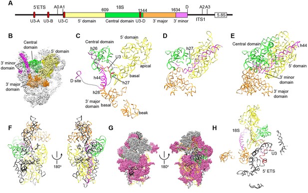 Figures and data in Molecular architecture of the 90S small subunit pre ...