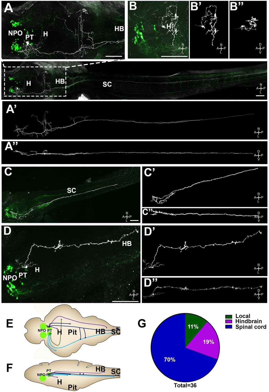 Figures and data in Homeodomain protein Otp affects developmental ...